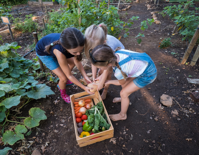 Beginner's Guide on How to Get Started with Your Vegetable Garden