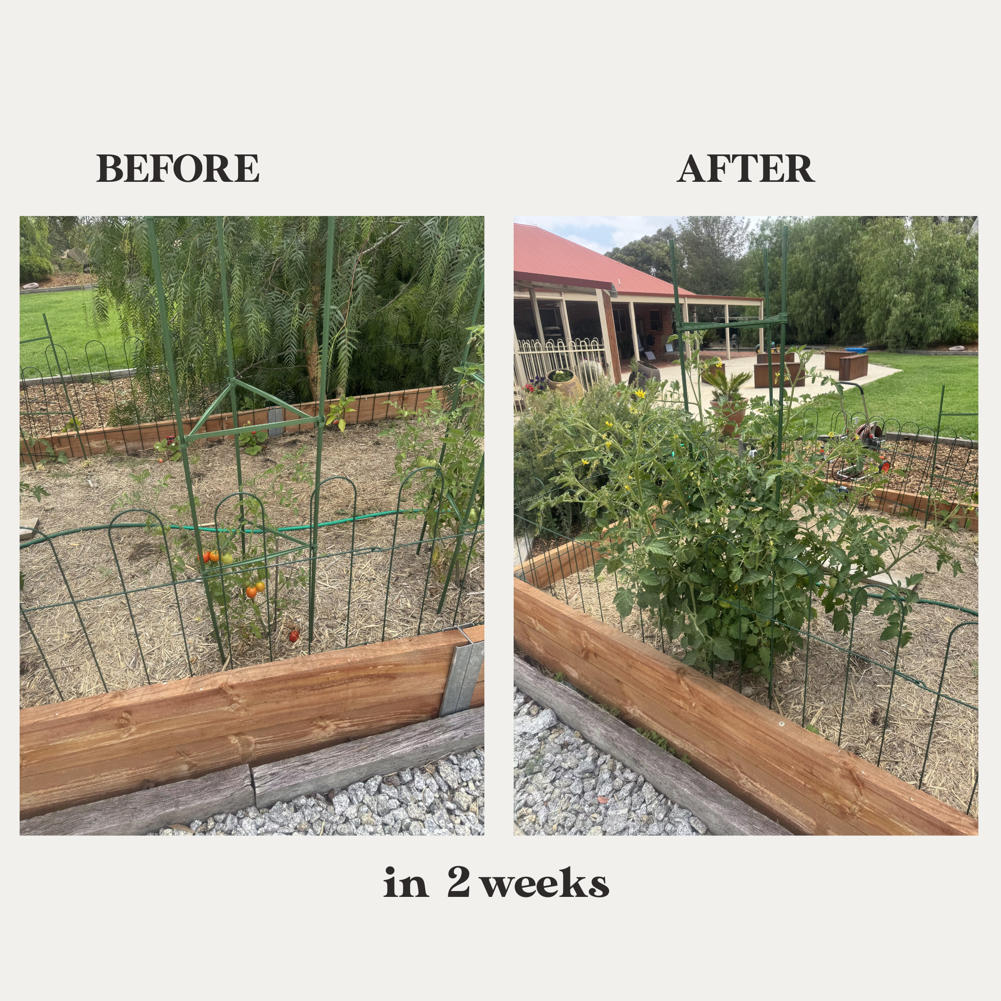 see how well organic vegetable fertiliser works