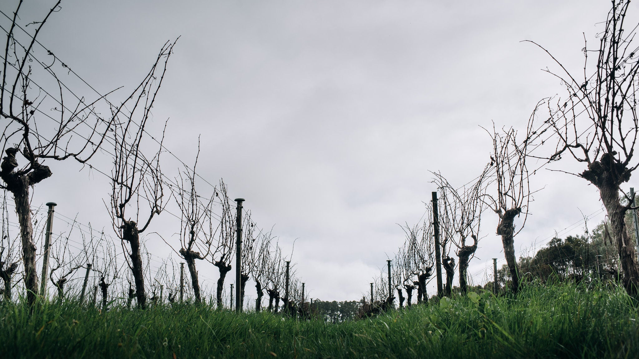 Vineyard using Organic Fertilisers Australia