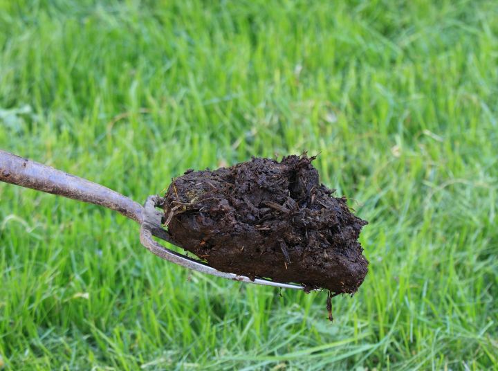 How to Achieve a Lush Garden: The Power of Organic Fertilisers at Home