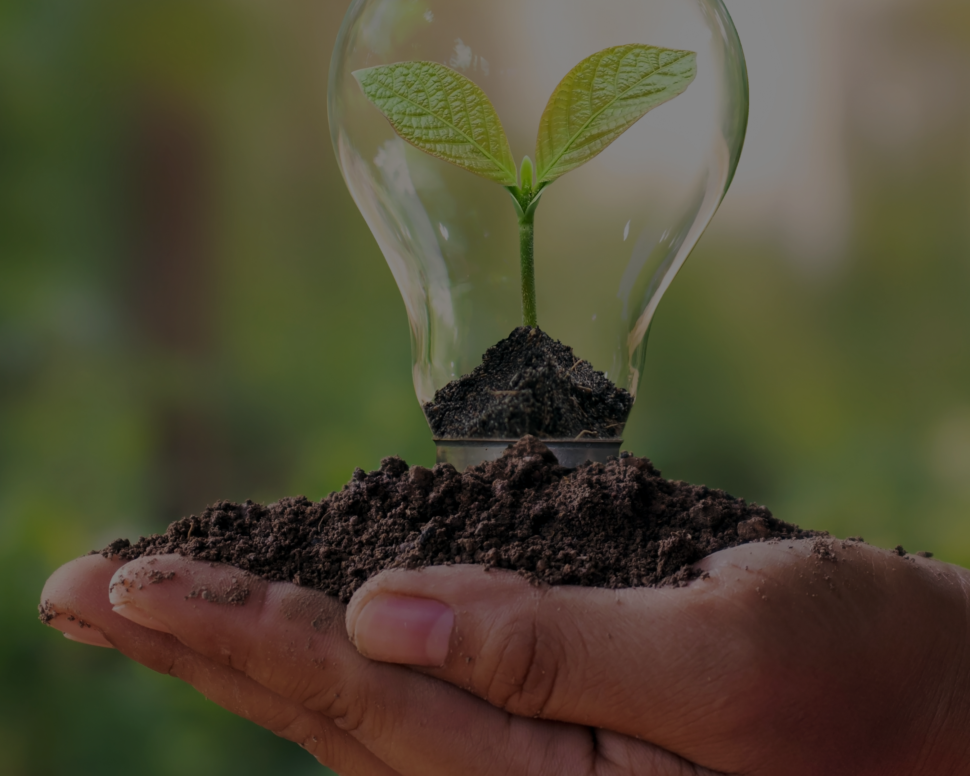 How Often Should You Fertilise Indoor Plants? A Simple, Soil-Focused Approach
