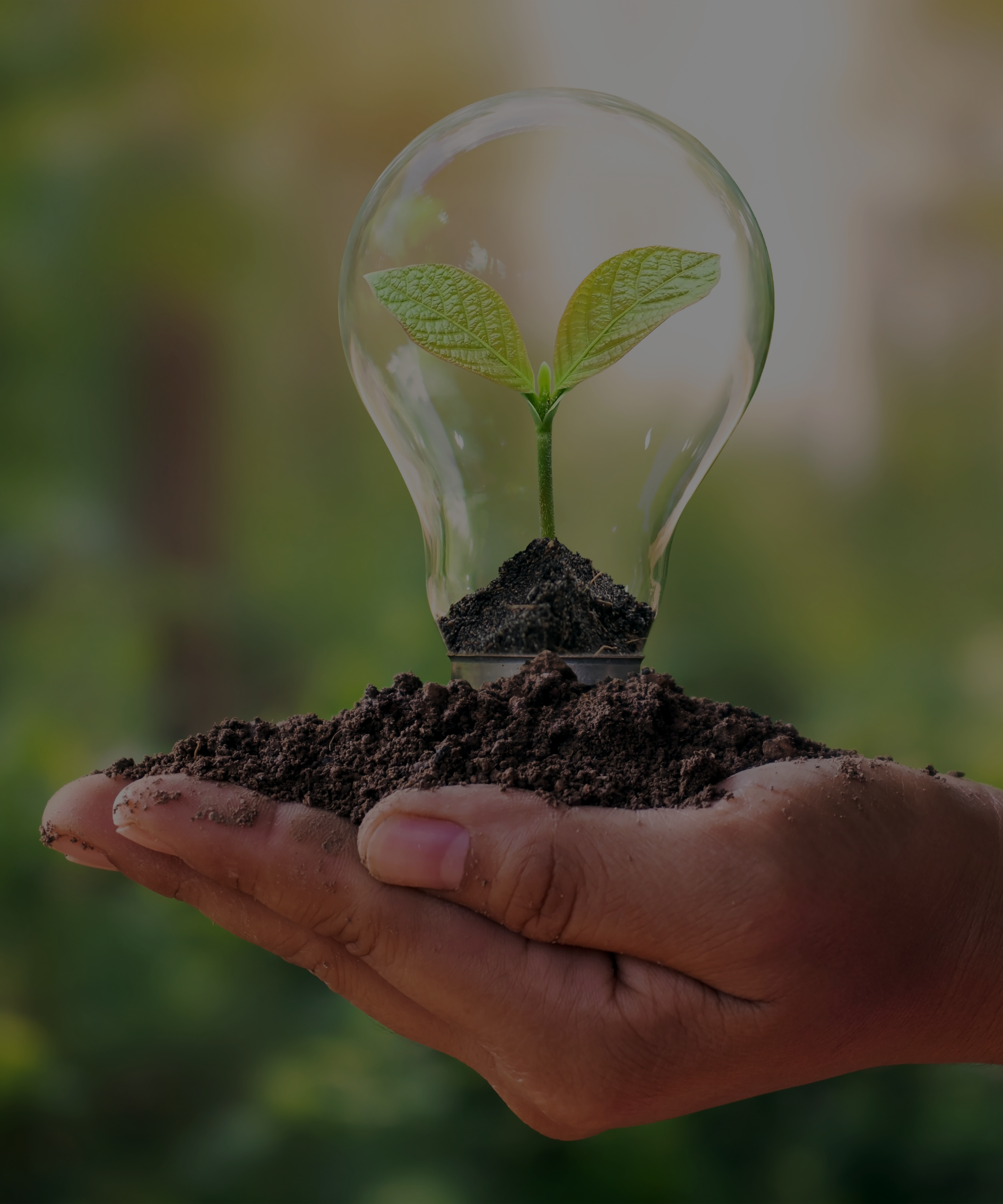 How Often Should You Fertilise Indoor Plants? A Simple, Soil-Focused Approach