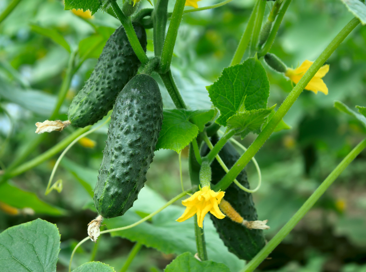Fertiliser for Cucumbers: Why Healthy Soil Supports Productive Plants