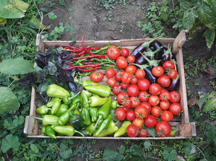 Natural Fertiliser for Vegetable Gardens: Feeding the Soil for Better Harvests