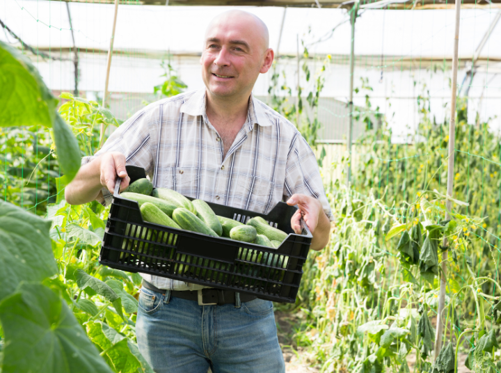 vegetable garden soil someone carryign cucumbers