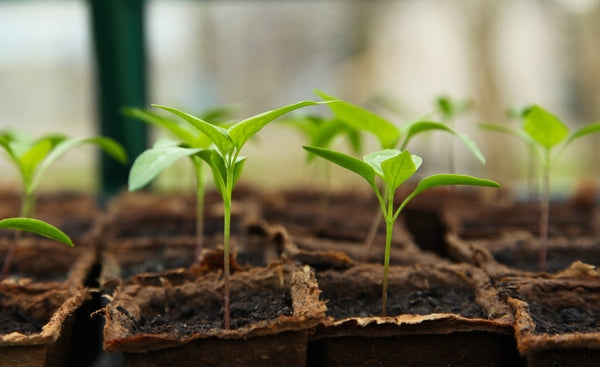 Why you dont need to buy "Plant Specific"  Fertilisers to have thriving Garden