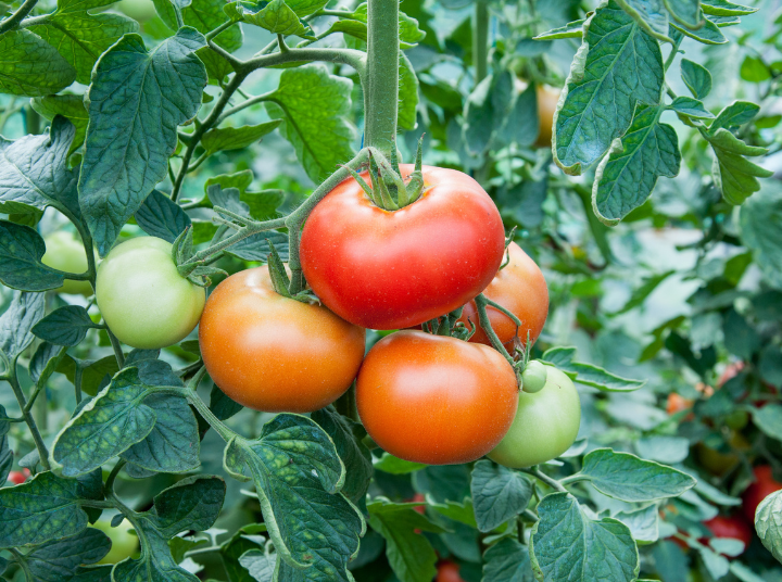Tomato Plants