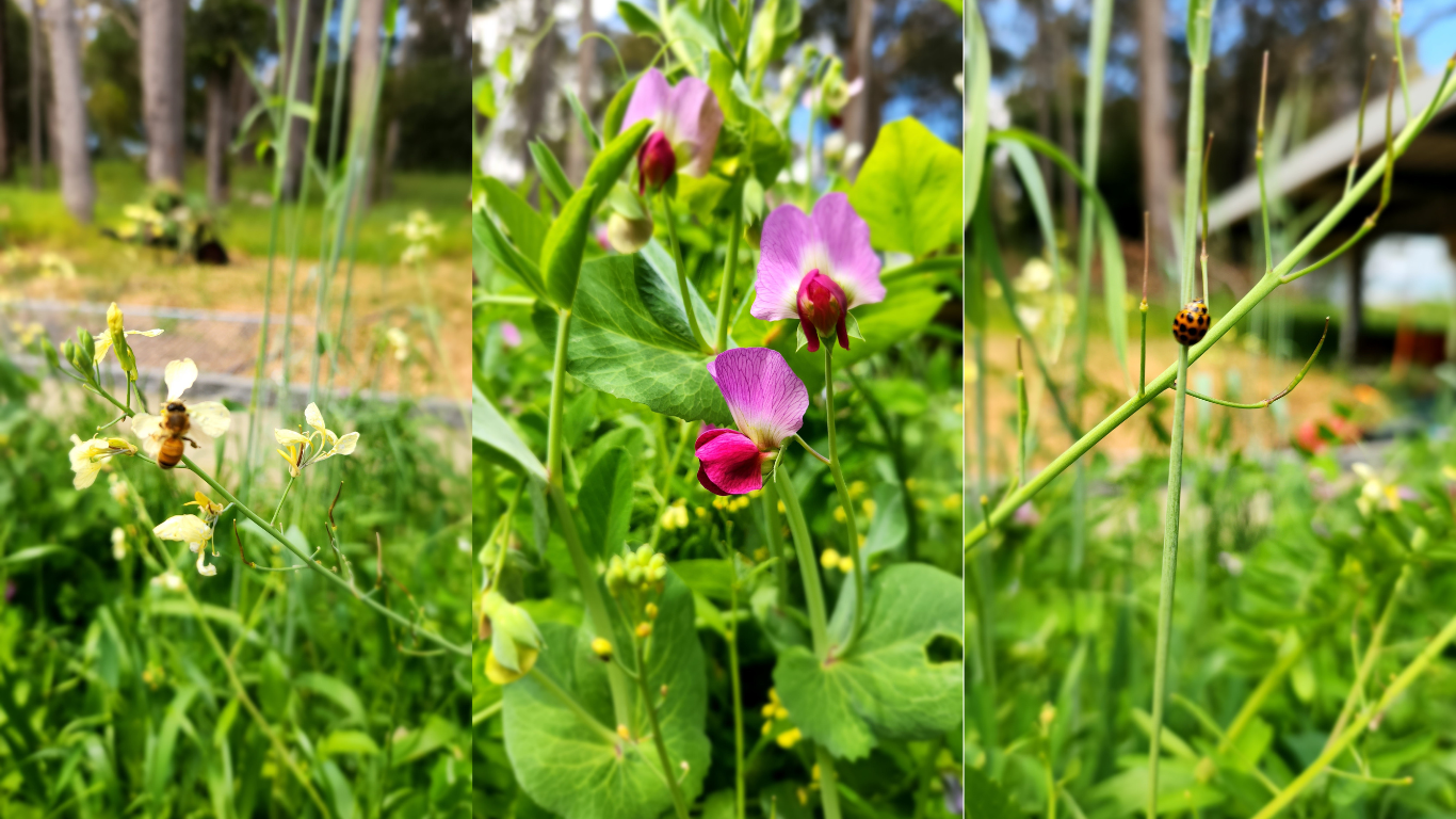 how to garden organically