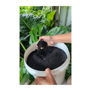 Snad remedy for hydrophbic soil  