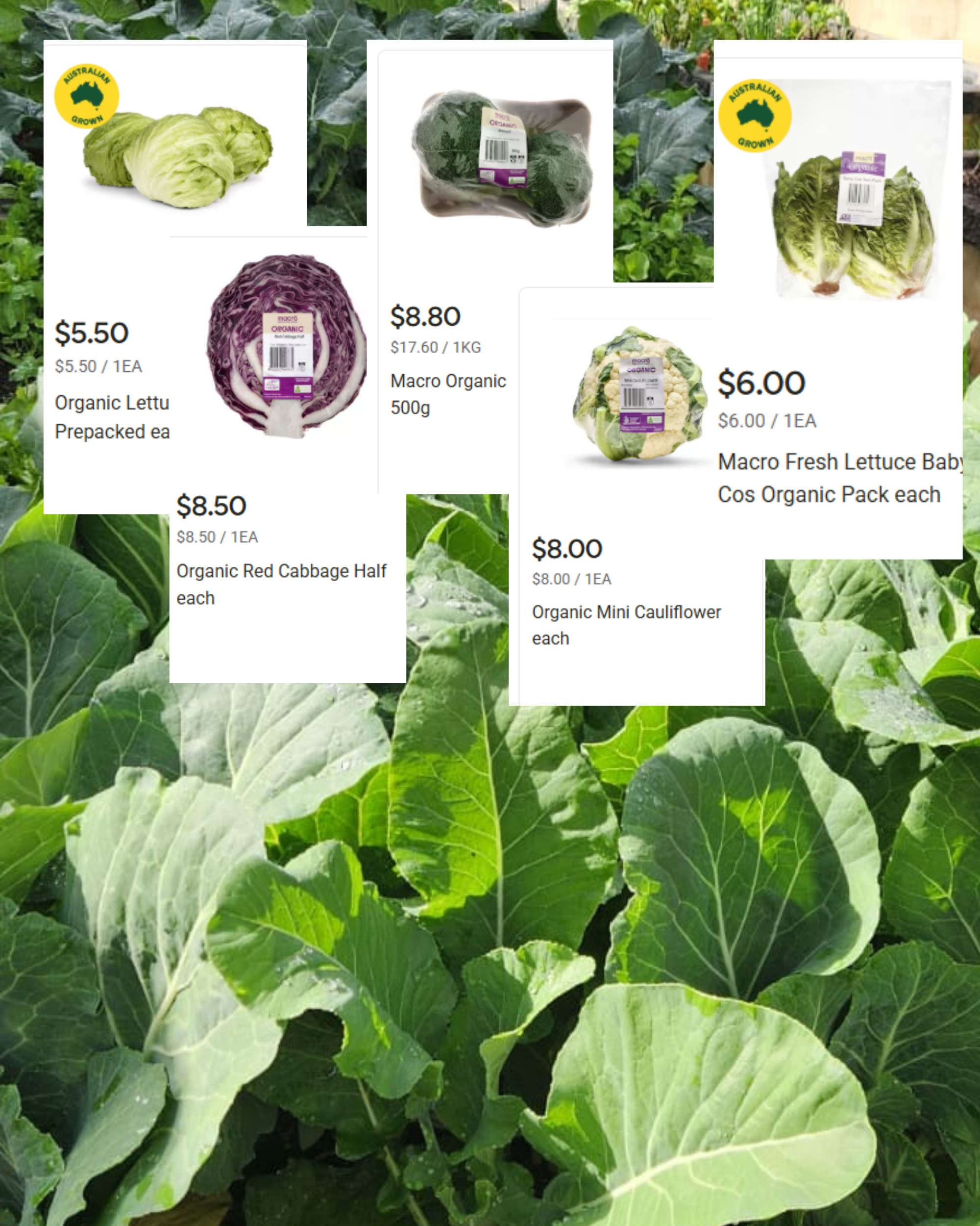 Cabbage_and_supermarket_pictures.png