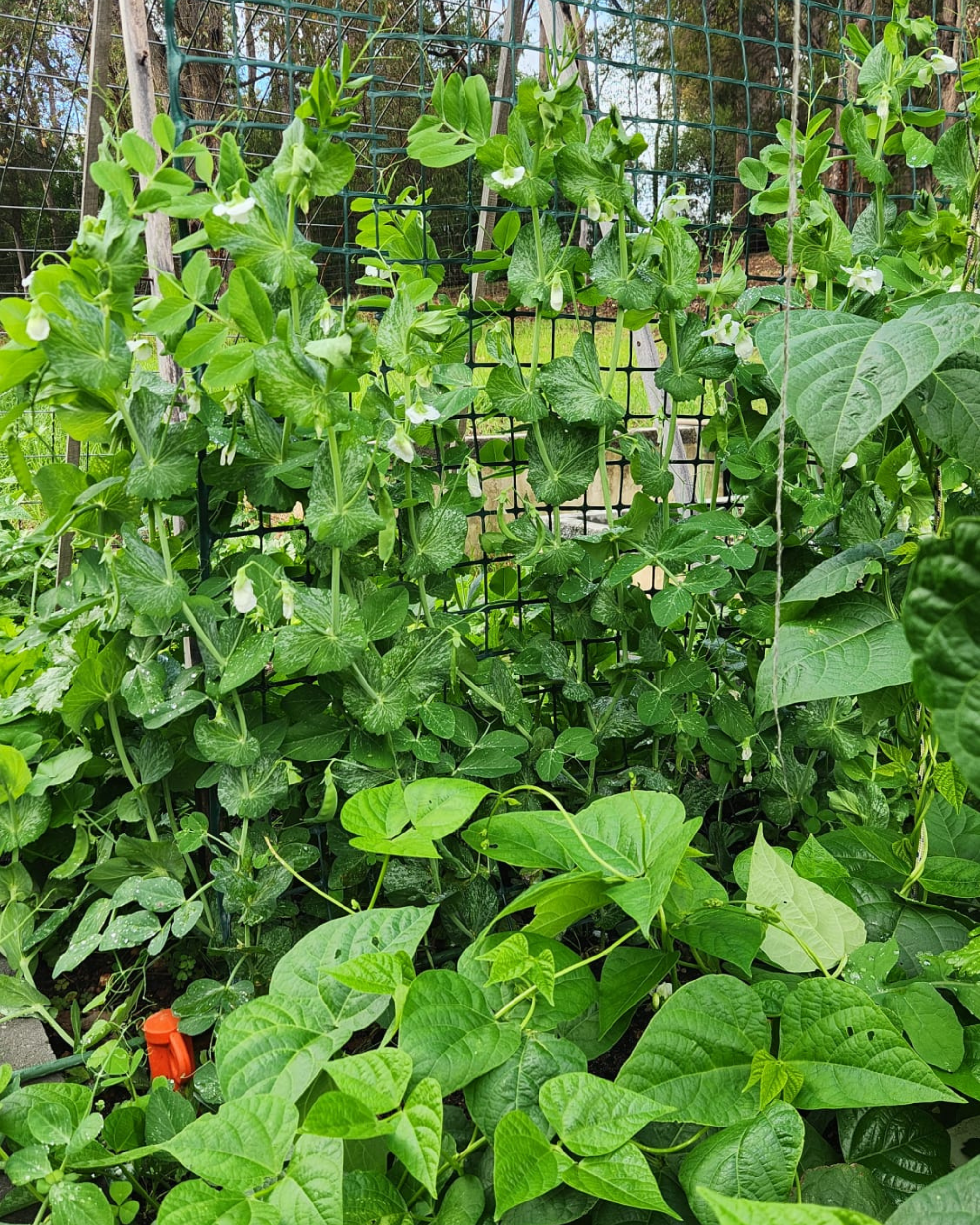 Copy_of_Grow_vs_cost_-snow_peas.png