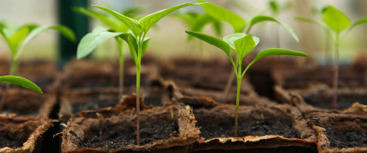 organic fertilisers australia
