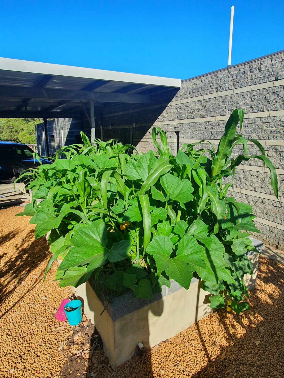 See what Organic Fertilisers Australia can achive - after photo