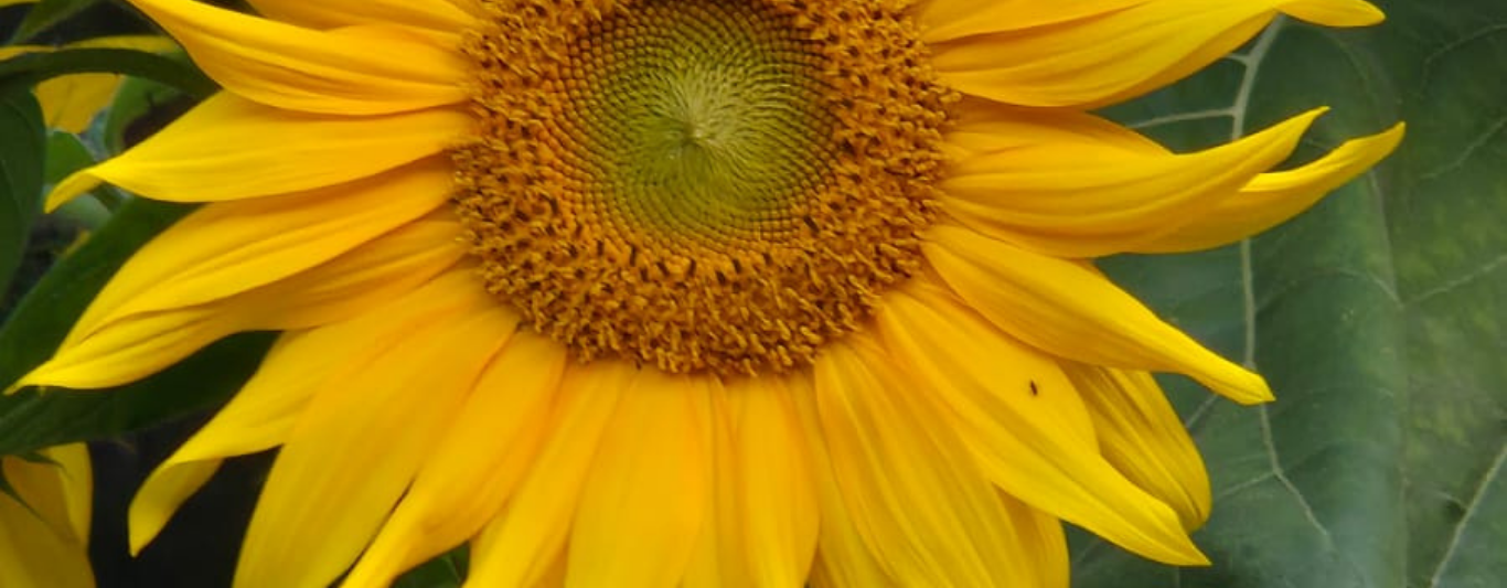 organic fertilisers