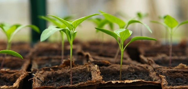 seedling_slider.jpg